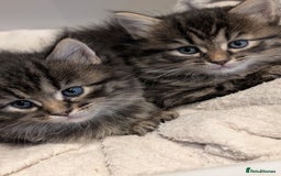 Mixed Breed cats for sale: Last one left! Mixed Breed Mini Maine Coon Dupes - Image 6