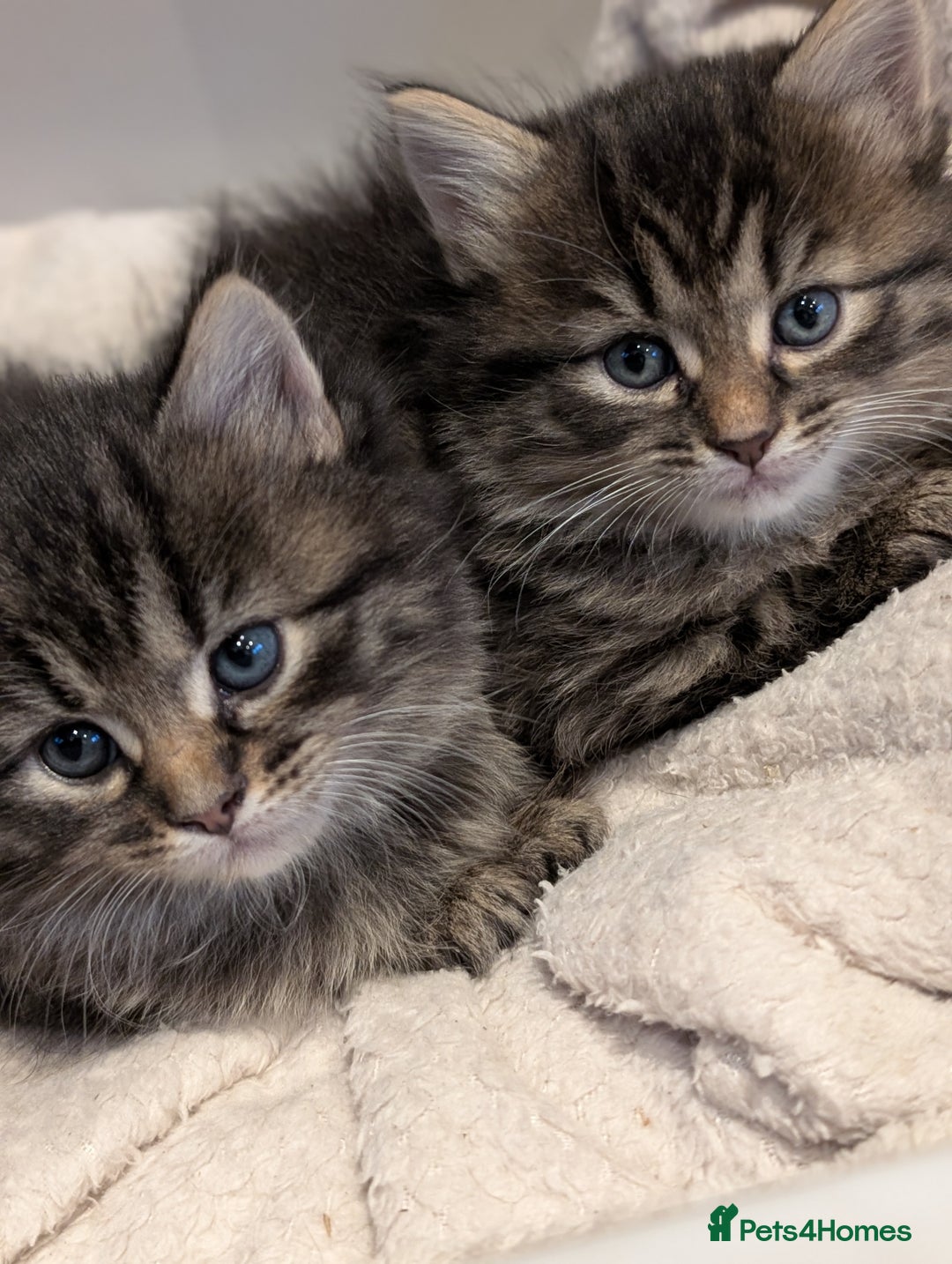 Mixed Breed cats for sale: Last one left! Mixed Breed Mini Maine Coon Dupes - Image 6