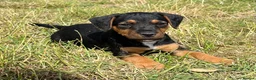 Mixed Breed dogs for sale: Russell x Lakeland pups - Advert 6