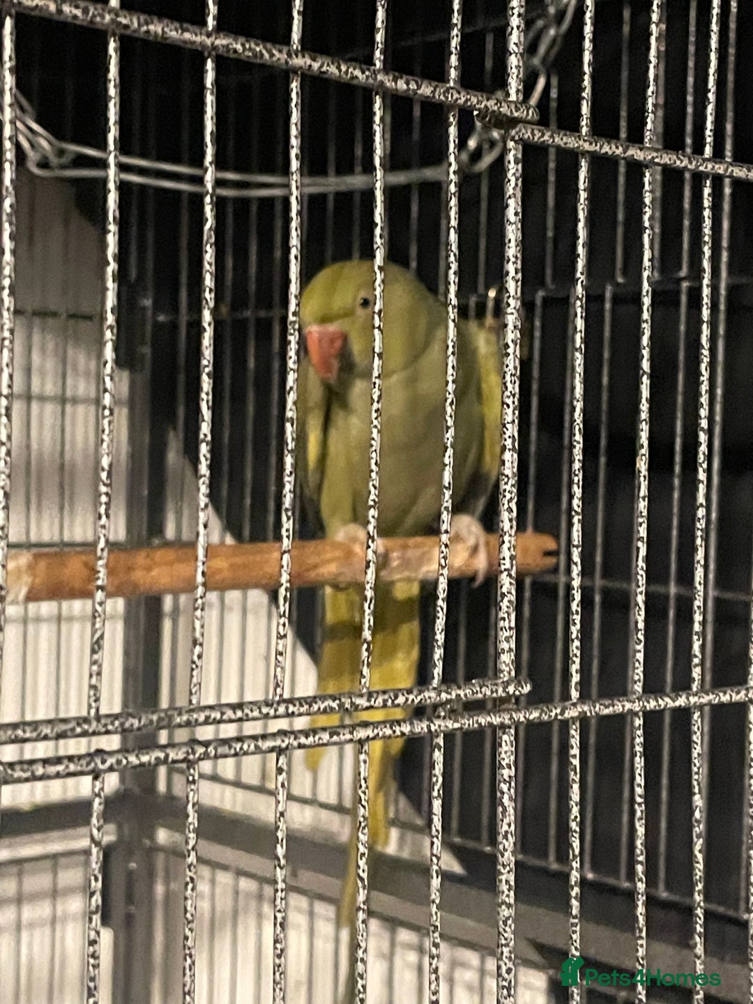 Ringnecks birds for sale: WHISTLING Ringneck  - Advert 4