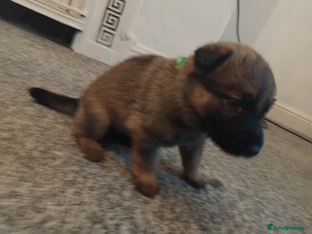 German Shepherd dogs for sale: German shepherd Puppies - Advert 23