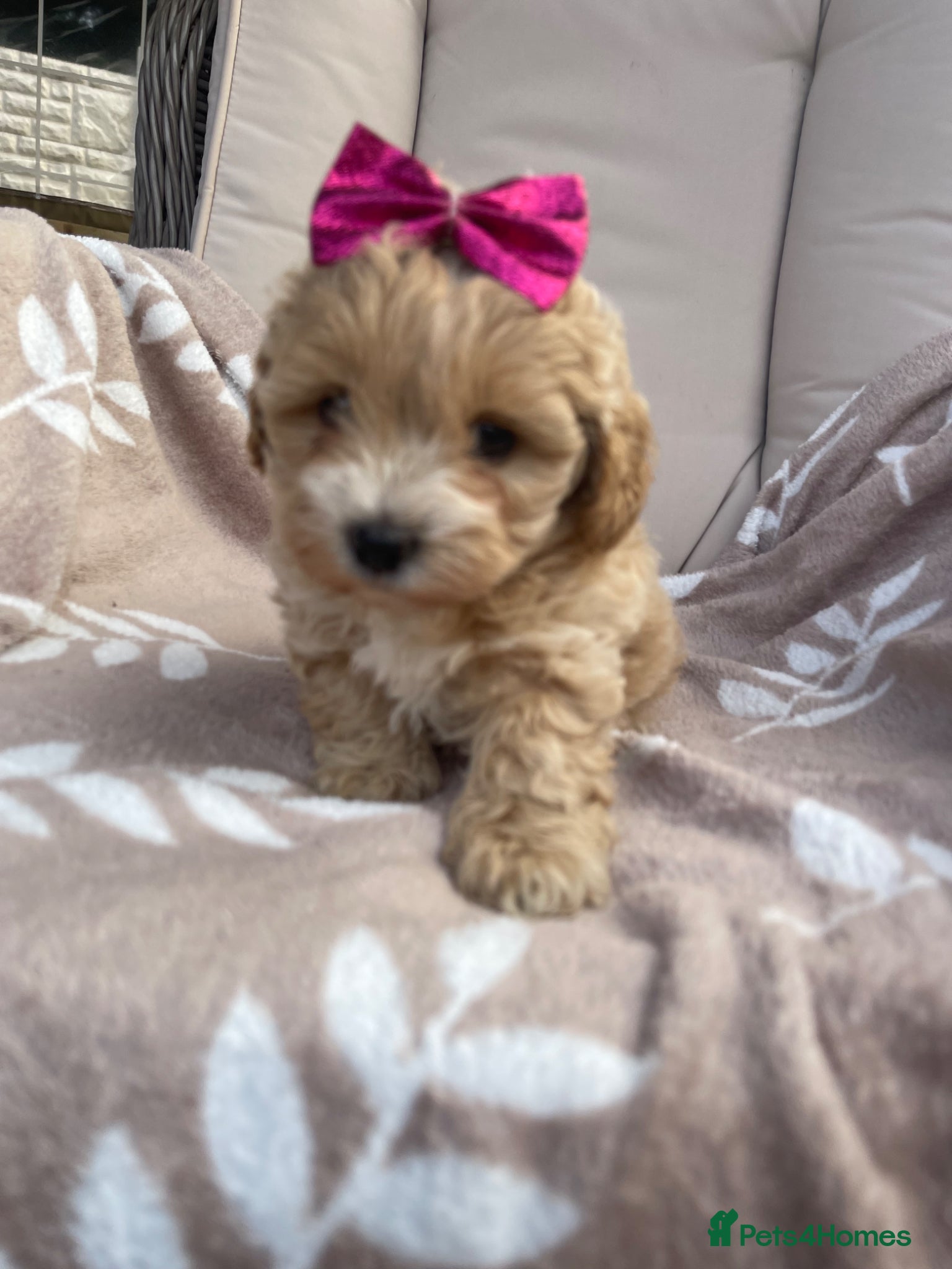 Maltipoo dogs Maltipoos - Advert 2