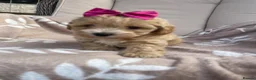Maltipoo dogs for sale: Maltipoos - Advert 2
