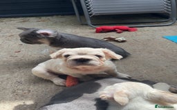 French Bulldog dogs for sale: Quality 5star🌟full visual fluffy French bulldogs  - Image 36
