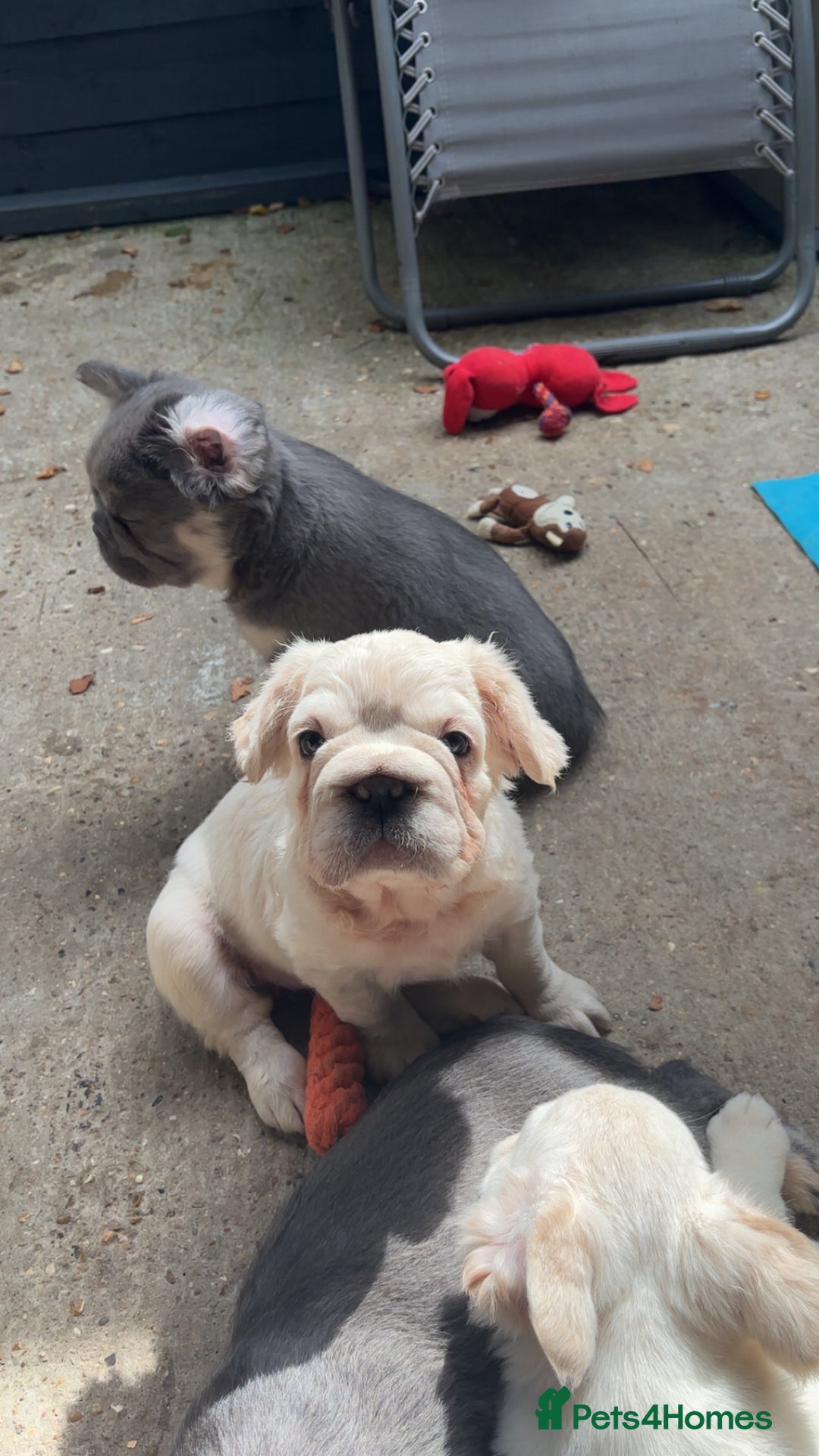 French Bulldog dogs for sale: Quality 5star🌟full visual fluffy French bulldogs  - Image 36