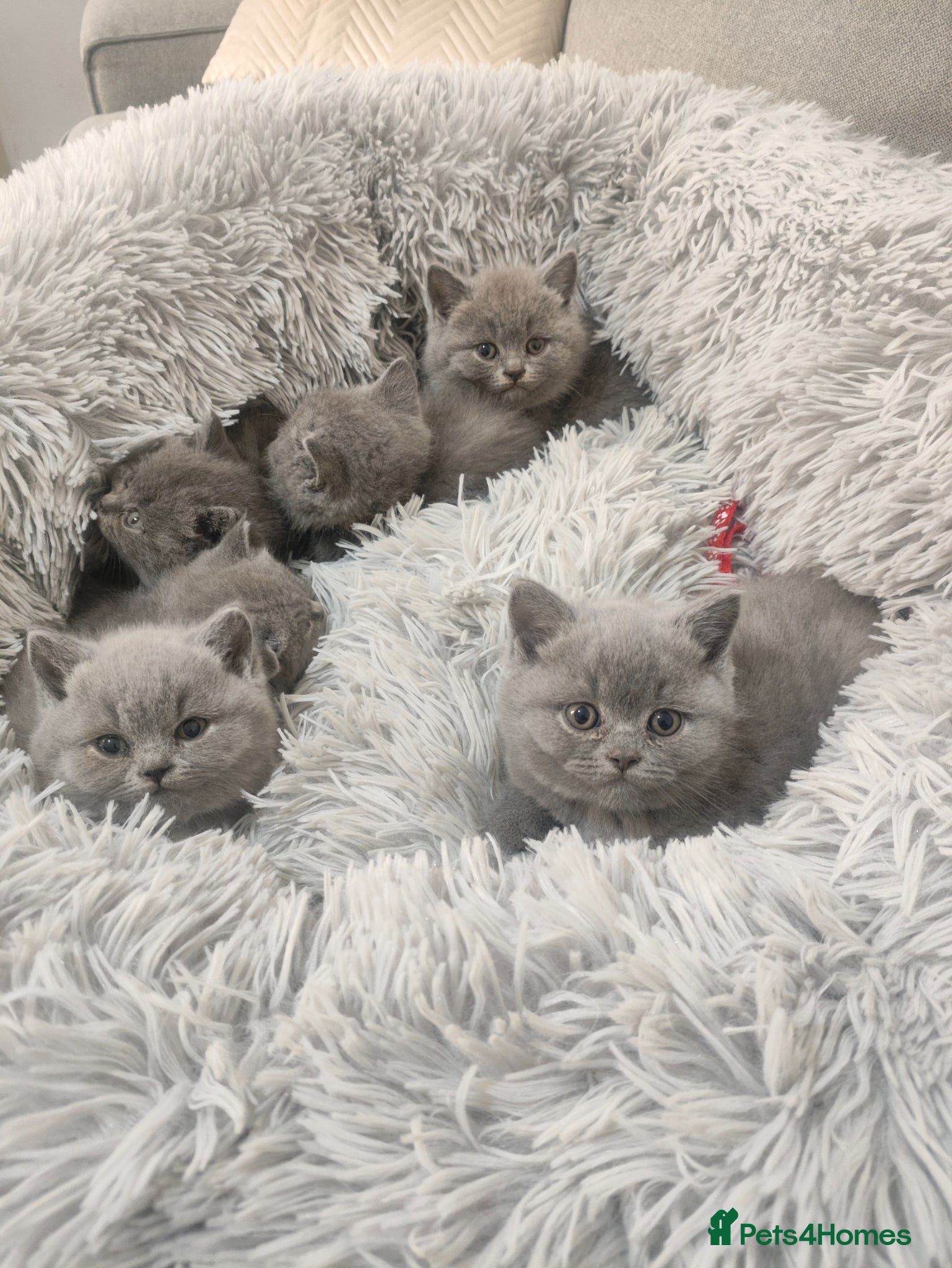 British Shorthair cats British shorthair kittens  - Advert 1