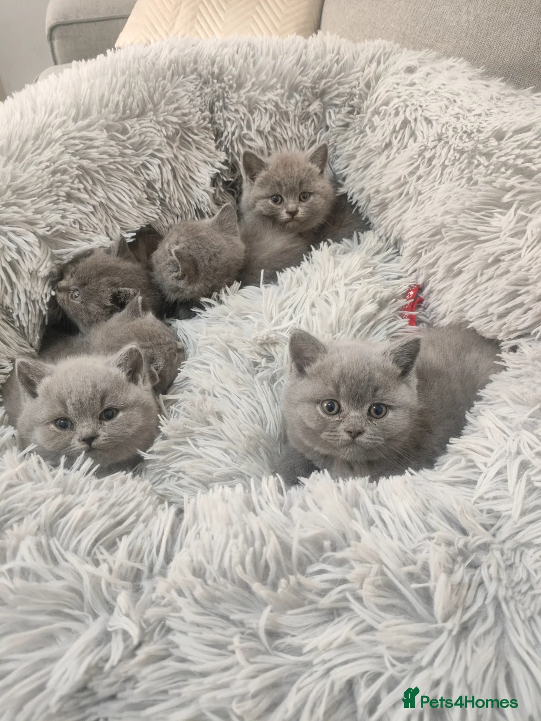 British Shorthair cats for sale: British shorthair kittens  - Advert 1