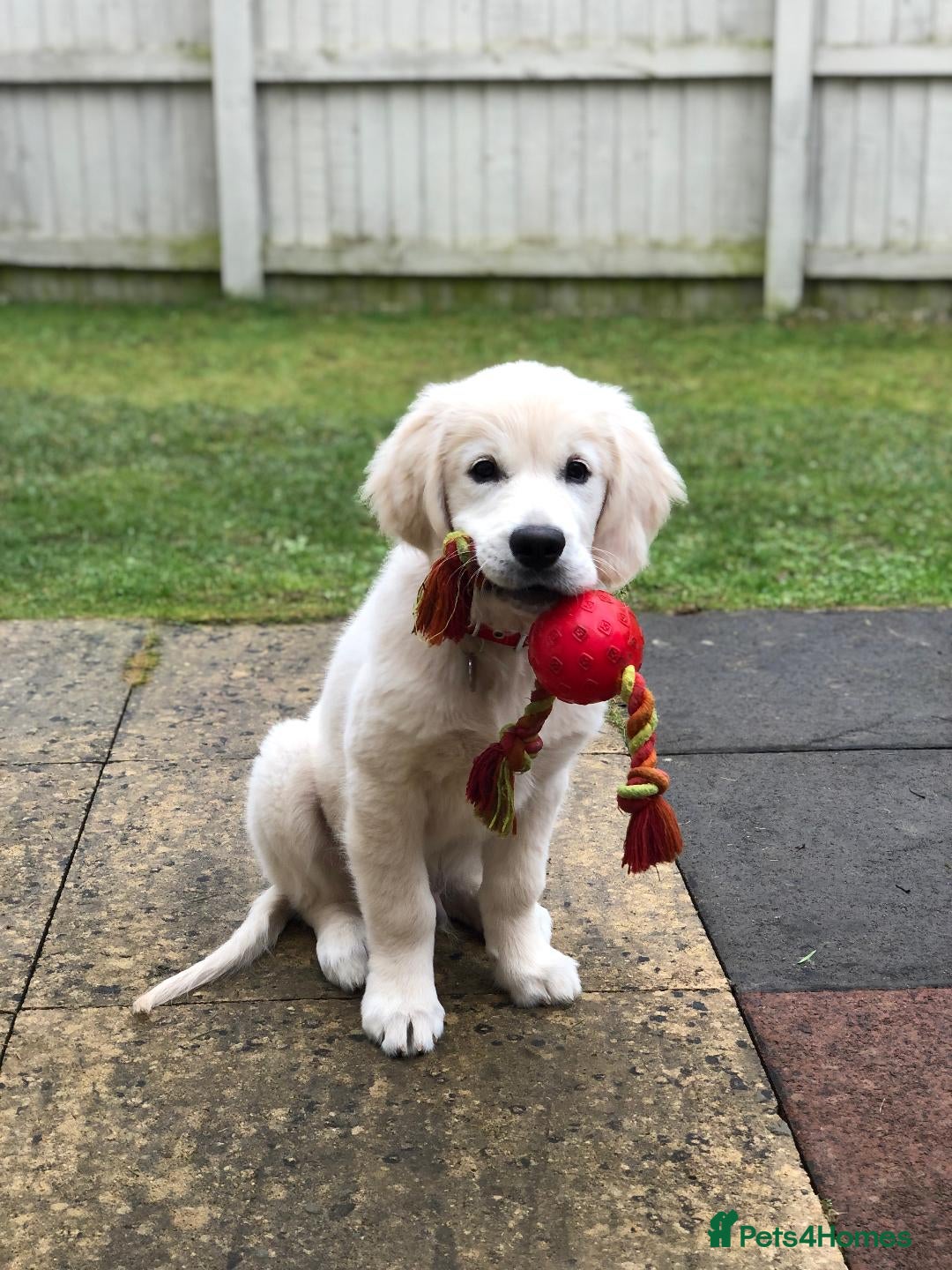 Golden Retriever dogs for stud: CHAMPION SIRED KC STUD DOG - Advert 4