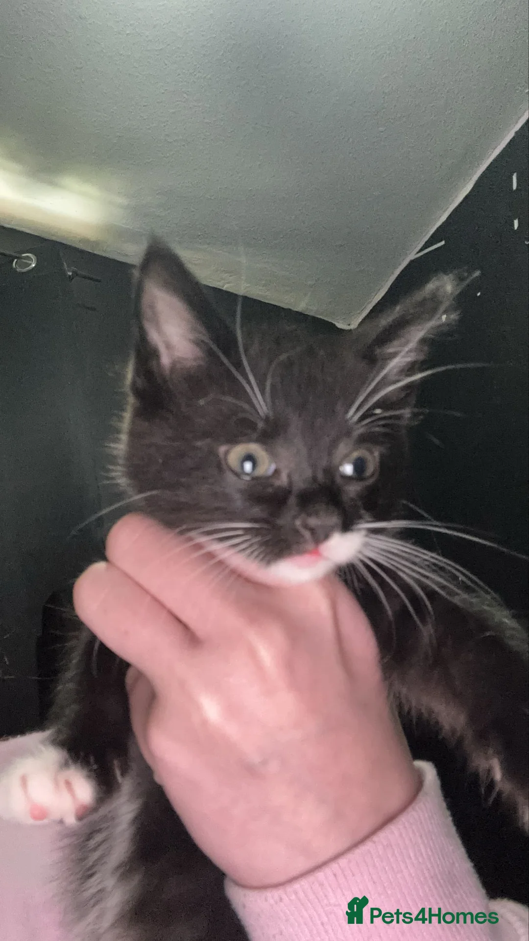 Domestic Shorthair cats for sale: 2 8 week old kittens in Blackpool - Advert 3