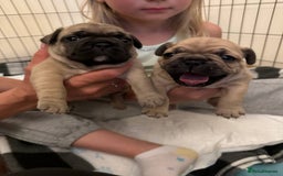French Bulldog dogs for sale: French Bulldogs - Image 2