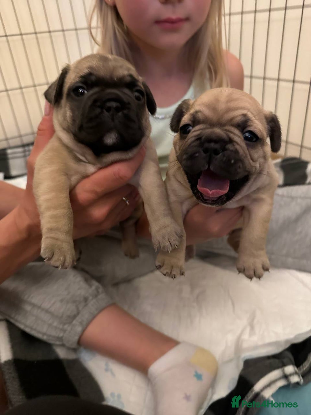 French Bulldog dogs for sale: French Bulldogs - Image 2