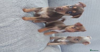 Jack Russell dogs - Advert 7