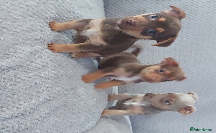 Jack Russell dogs - Advert 4