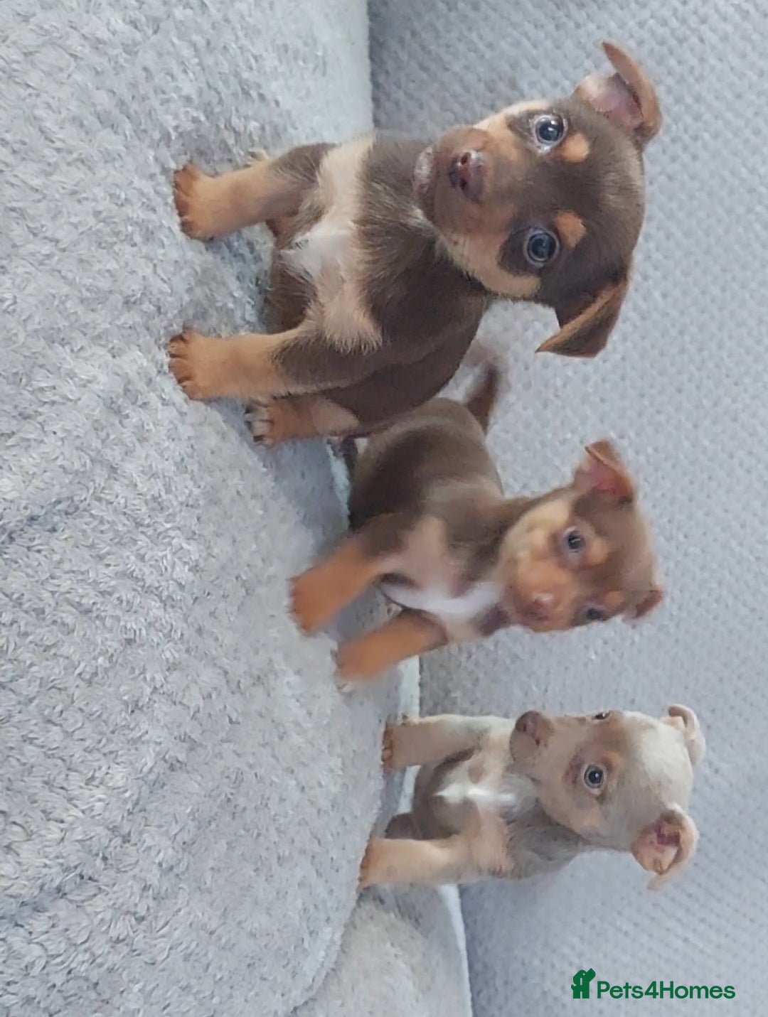 Jack Russell dogs for sale: Miniature jack Russell pups - Image 1