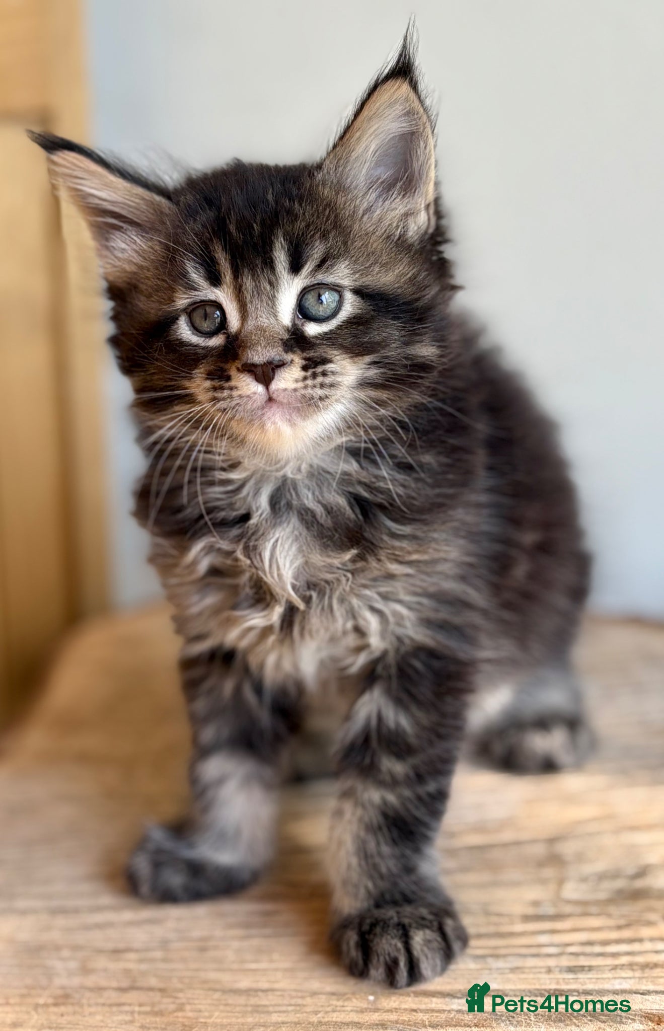 Maine Coon cats Beautiful Maine Coon kittens - Advert 2