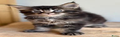 Maine Coon Kitten 4