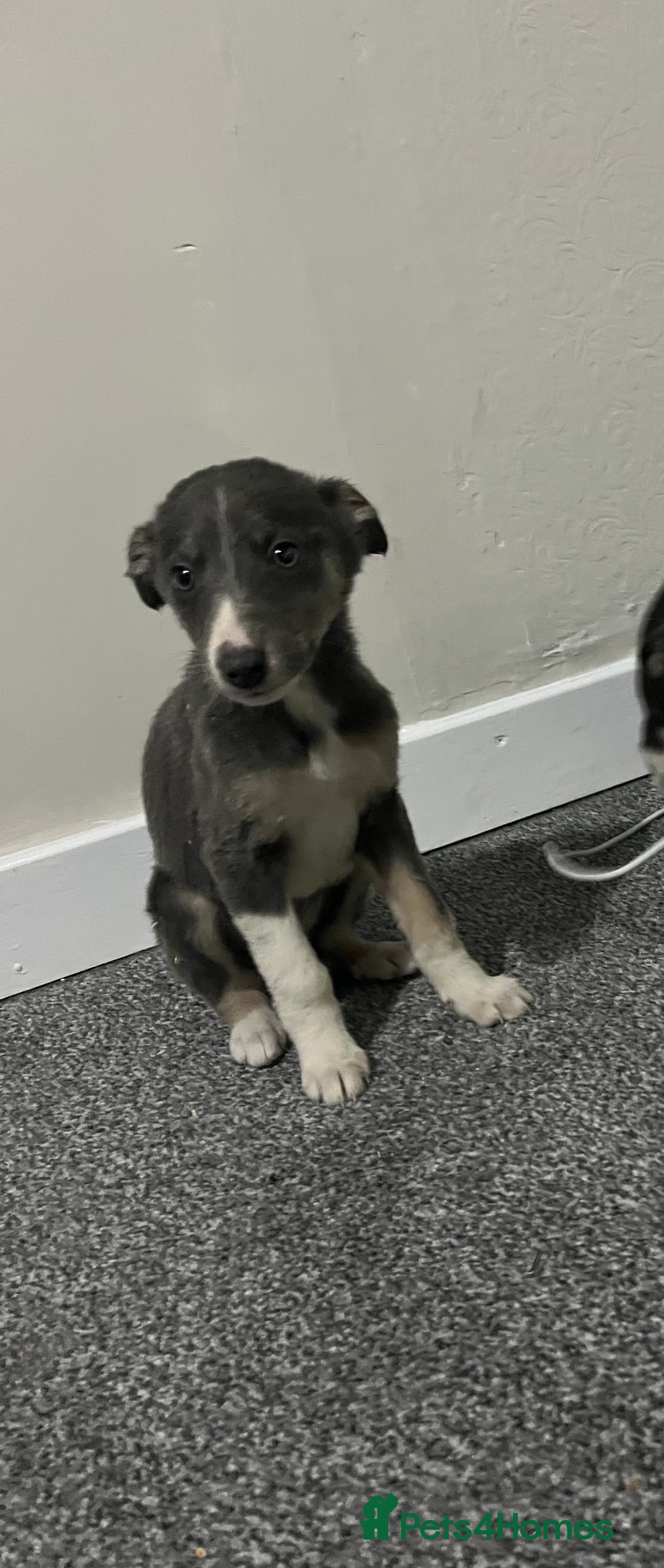 Whippet dogs Beautiful whippet puppies  - Advert 13