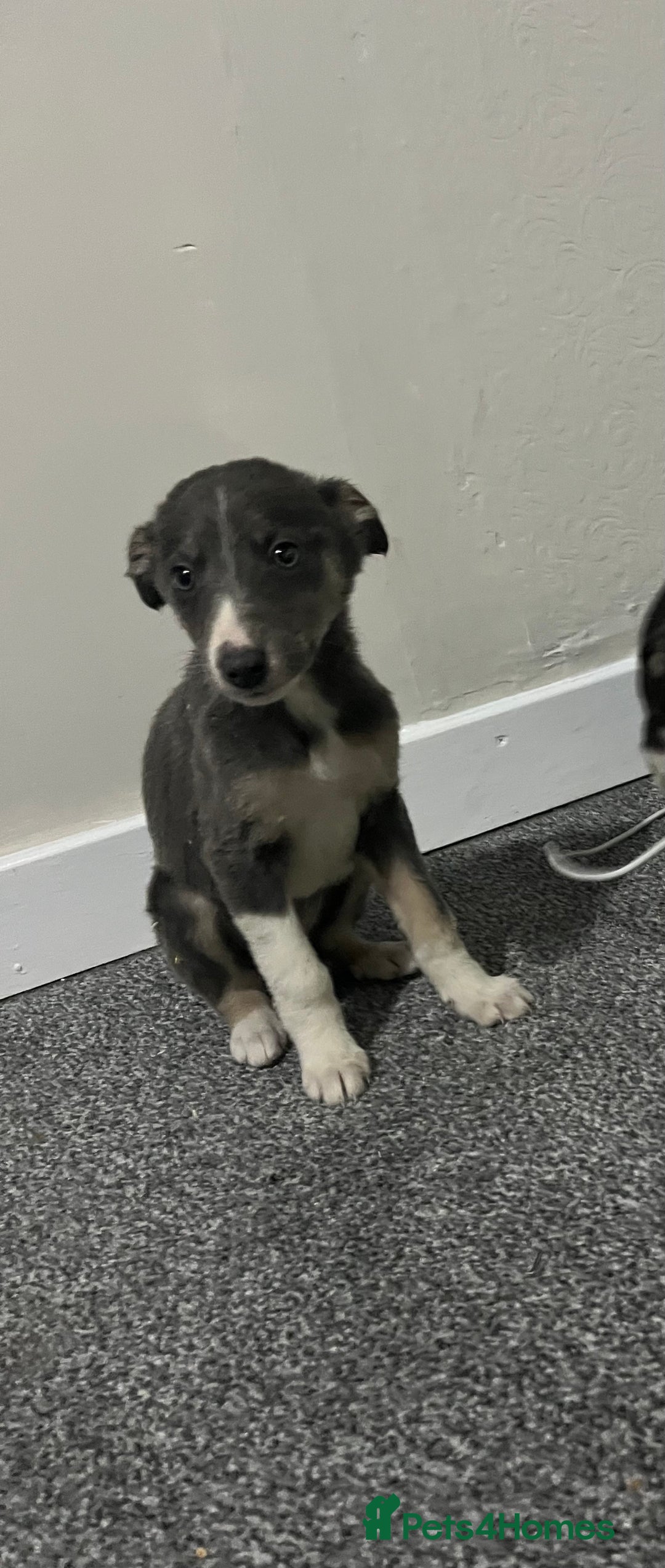 Whippet dogs for sale: Beautiful whippet puppies  - Advert 1