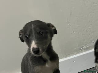 Whippet dogs Beautiful whippet puppies - Advert 13