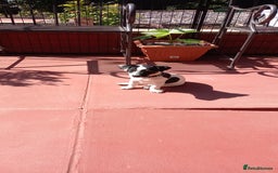 Jack Russell dogs for sale: Male Jack Russel puppy - Image 5