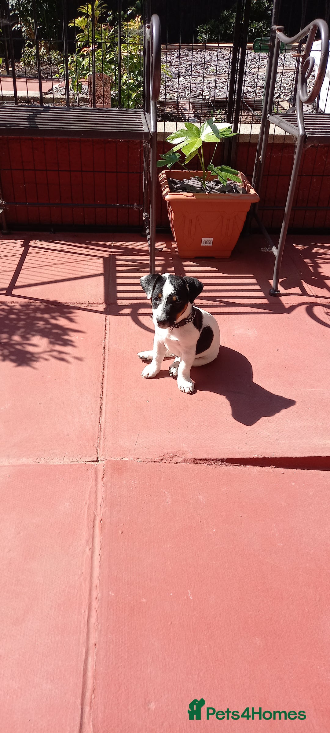 Jack Russell dogs for sale: Male Jack Russel puppy - Image 5