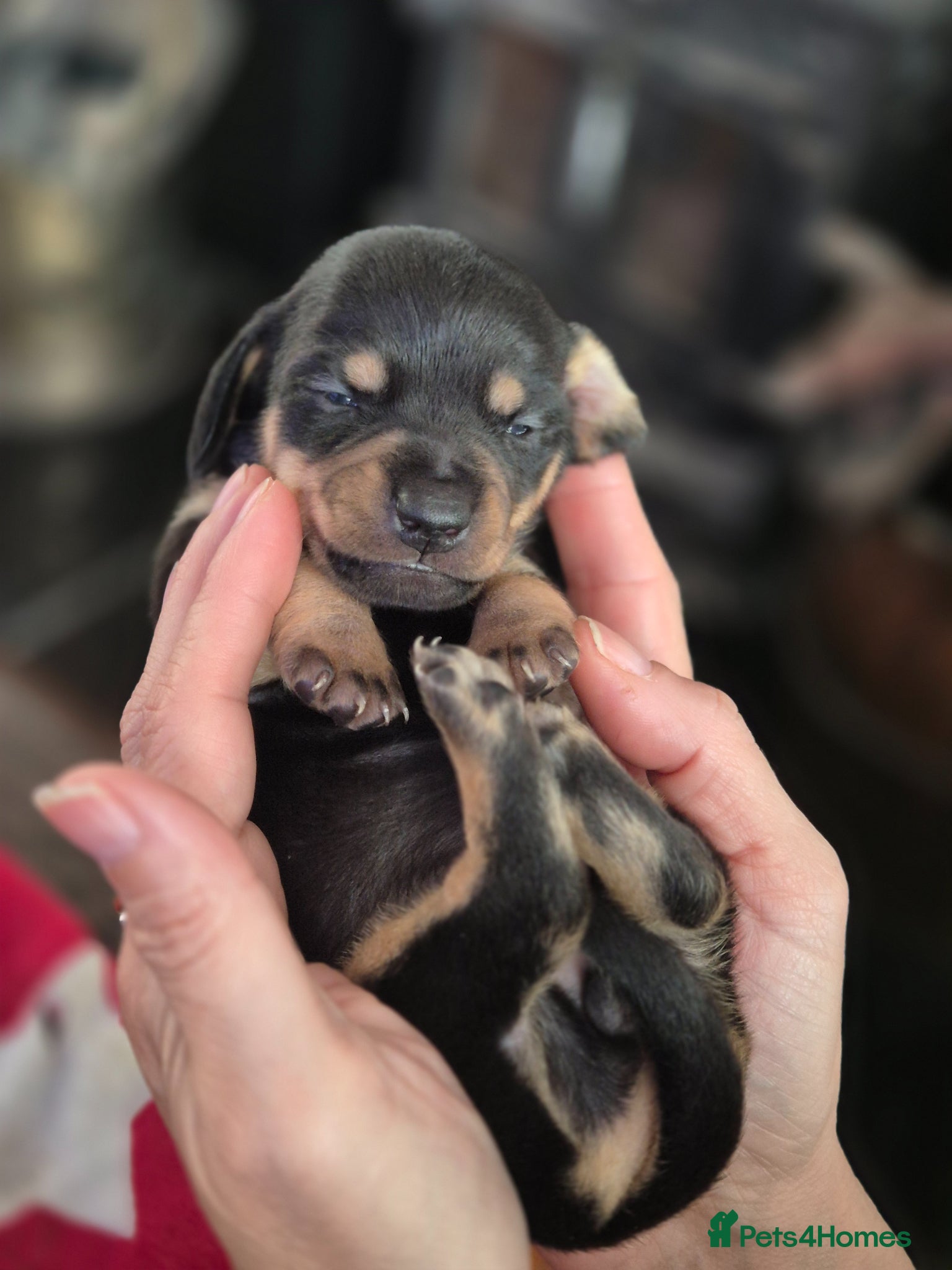 Miniature Dachshund dogs 8 Miniature Dachshund puppies ready 29th May - Advert 1