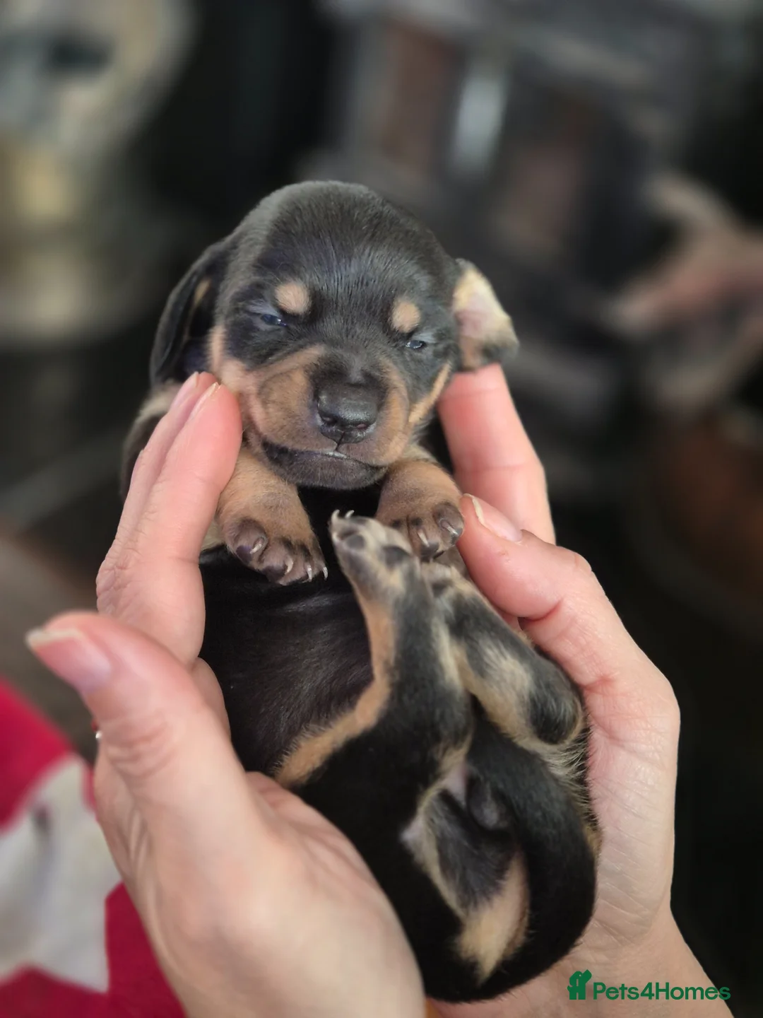 Miniature Dachshund dogs for sale: 8 Miniature Dachshund puppies ready 29th May - Advert 1