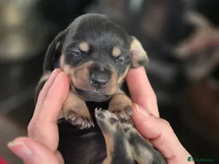 Miniature Dachshund dogs 8 Miniature Dachshund puppies ready 29th May - Advert 1