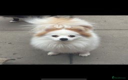 Pomchi dogs for sale: Ready to go 16/07/25  OPEN TO OFFERS - Image 13