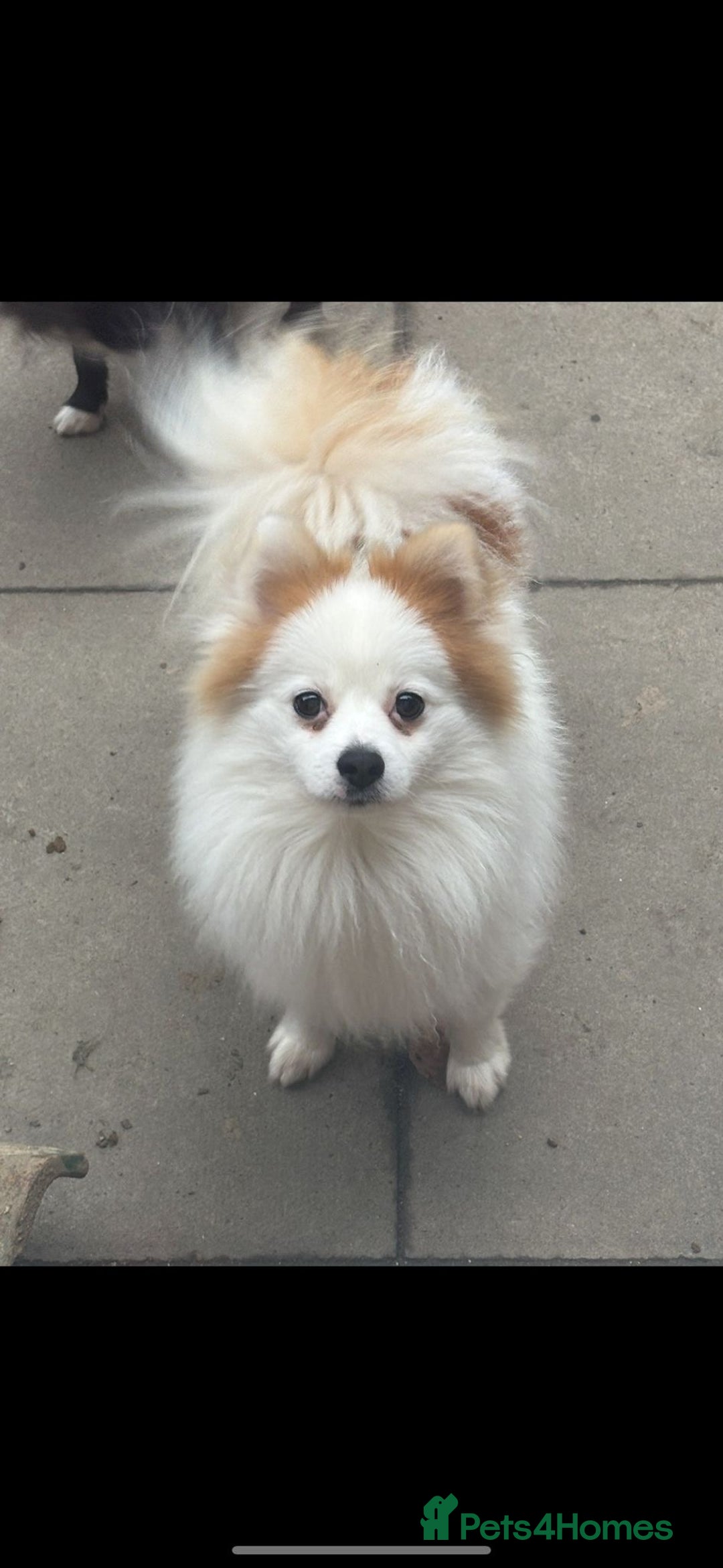 Pomchi dogs for sale: Ready to go 16/07/25  OPEN TO OFFERS - Image 13