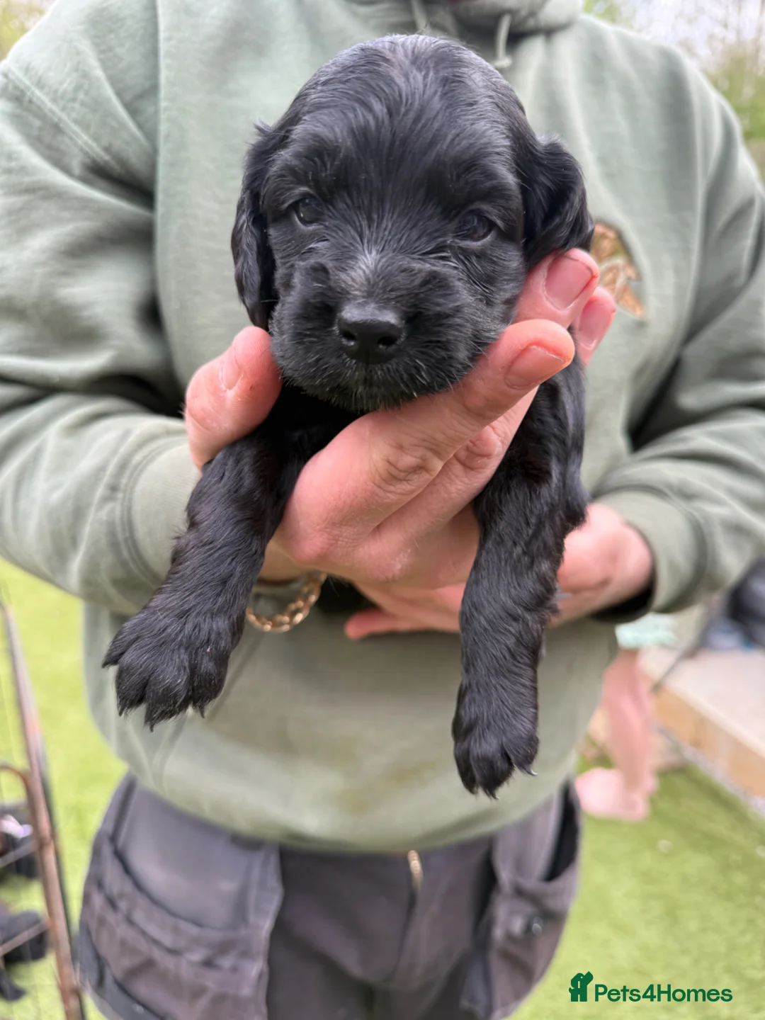 Cocker Spaniel dogs for sale: 4 beautiful cocker spaniel girls left for sale  - Advert 12
