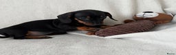 Dachshund dogs for sale: Mini smooth coat dachshunds  - Advert 13