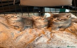 Mixed Breed cats for sale: Maine coon x Scottish fold kittens - Image 37