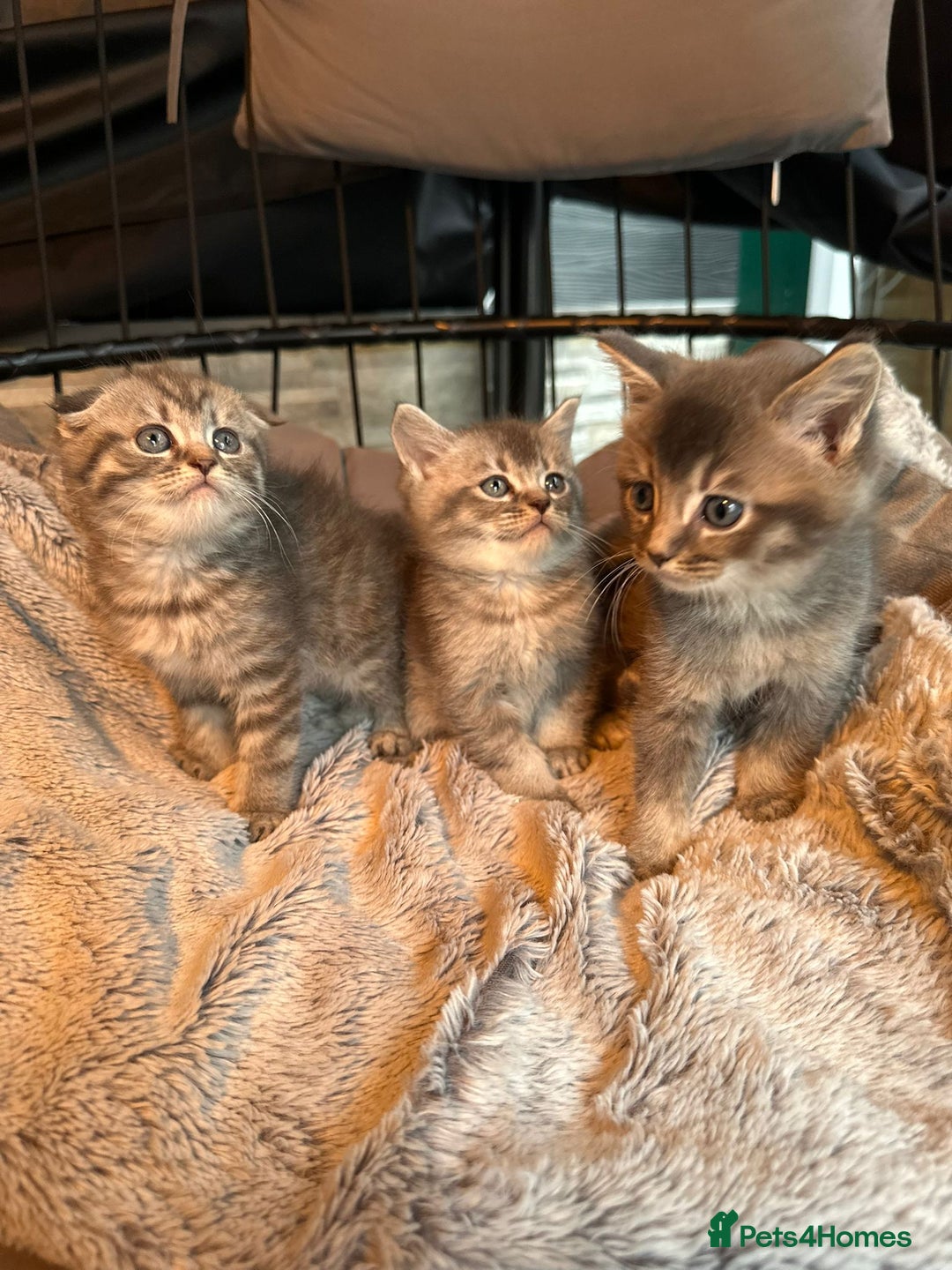 Mixed Breed cats for sale: Maine coon x Scottish fold kittens - Image 37