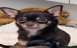 Chihuahua dogs for sale: Tiny black female chihuahua  - Image 7