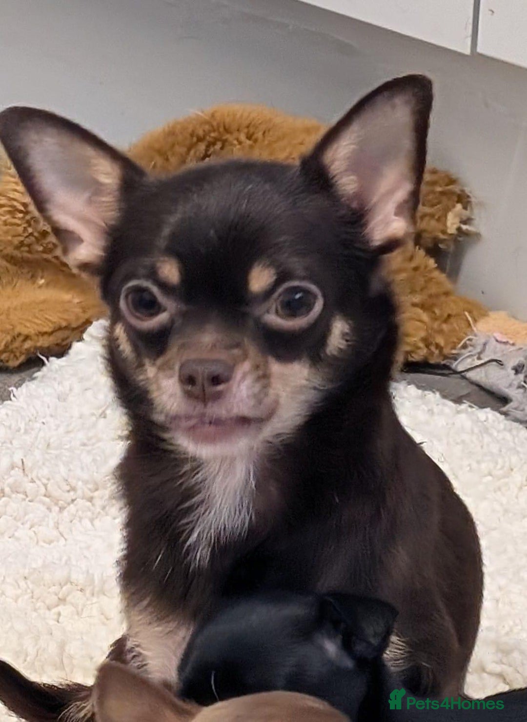 Chihuahua dogs for sale: Tiny black female chihuahua  - Image 7