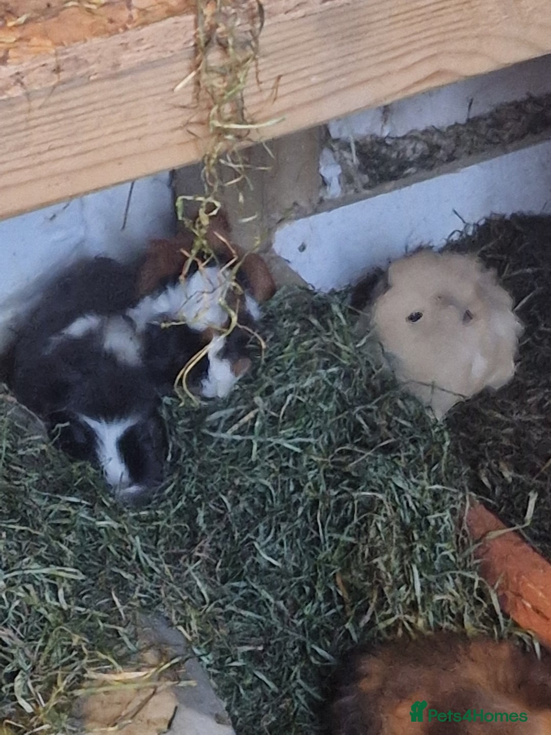 Guinea Pig rodents for sale: guinea pigs available  - Advert 15