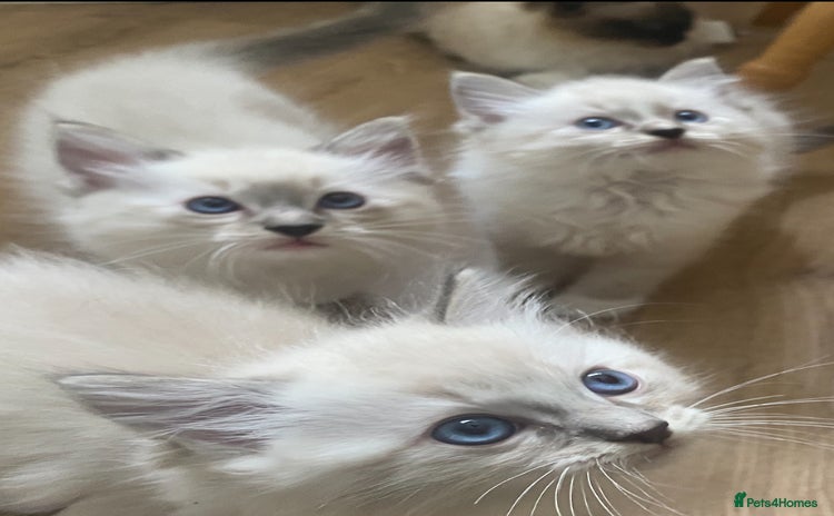 Ragdoll cats - Advert 6
