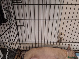 French Bulldog dogs Franch Bulldog - Advert 3