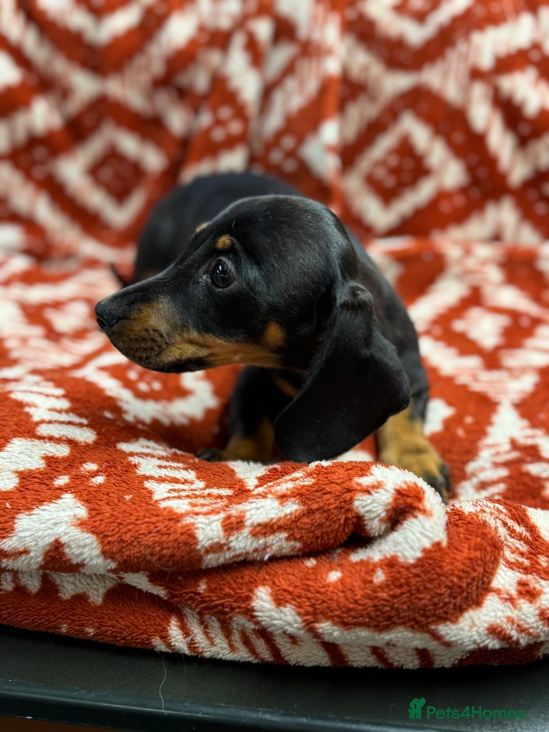 Miniature Dachshund dogs for sale: Miniature dachshund - Image 4