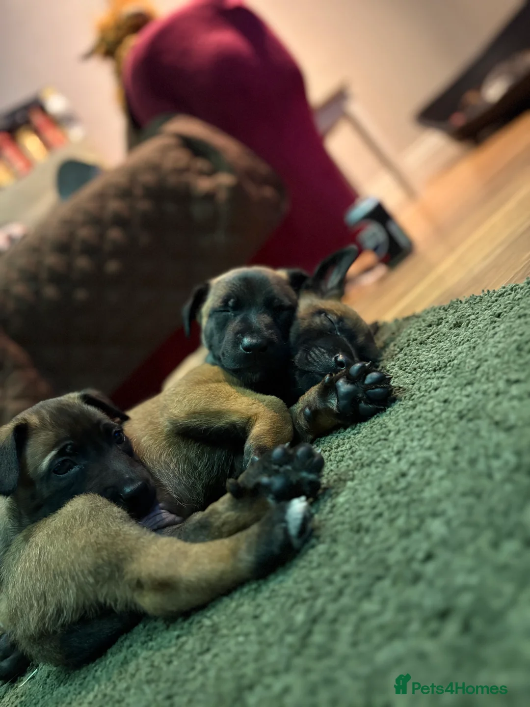Belgian Shepherd Dog dogs for sale: Belgian Malinois Puppies - Advert 12