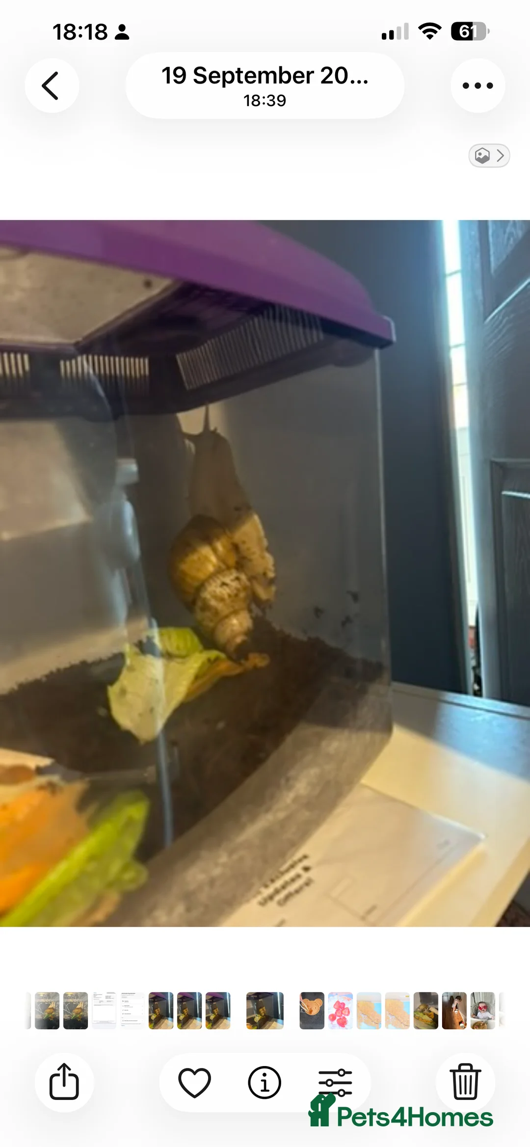 Snails invertebrates for sale: African land snail - Advert 2