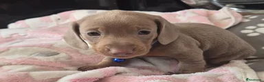 Dachshund 1
