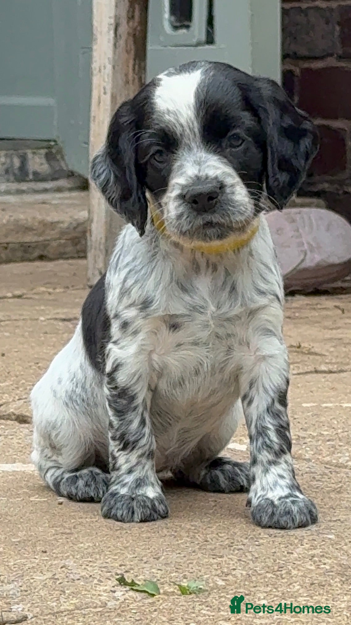 Cocker Spaniel dogs Ready in 2 weeks - KC Working Cocker Spaniels - Advert 1
