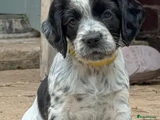 Cocker Spaniel dogs Ready in 2 weeks - KC Working Cocker Spaniels - Advert 4