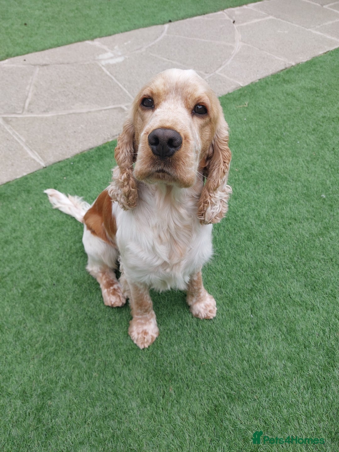 Cocker Spaniel dogs for stud: Orange Roan Show Cocker - Advert 3