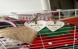 Guinea Pig rodents for sale: Bonded Male Guinea Pigs for Rehoming - Image 4