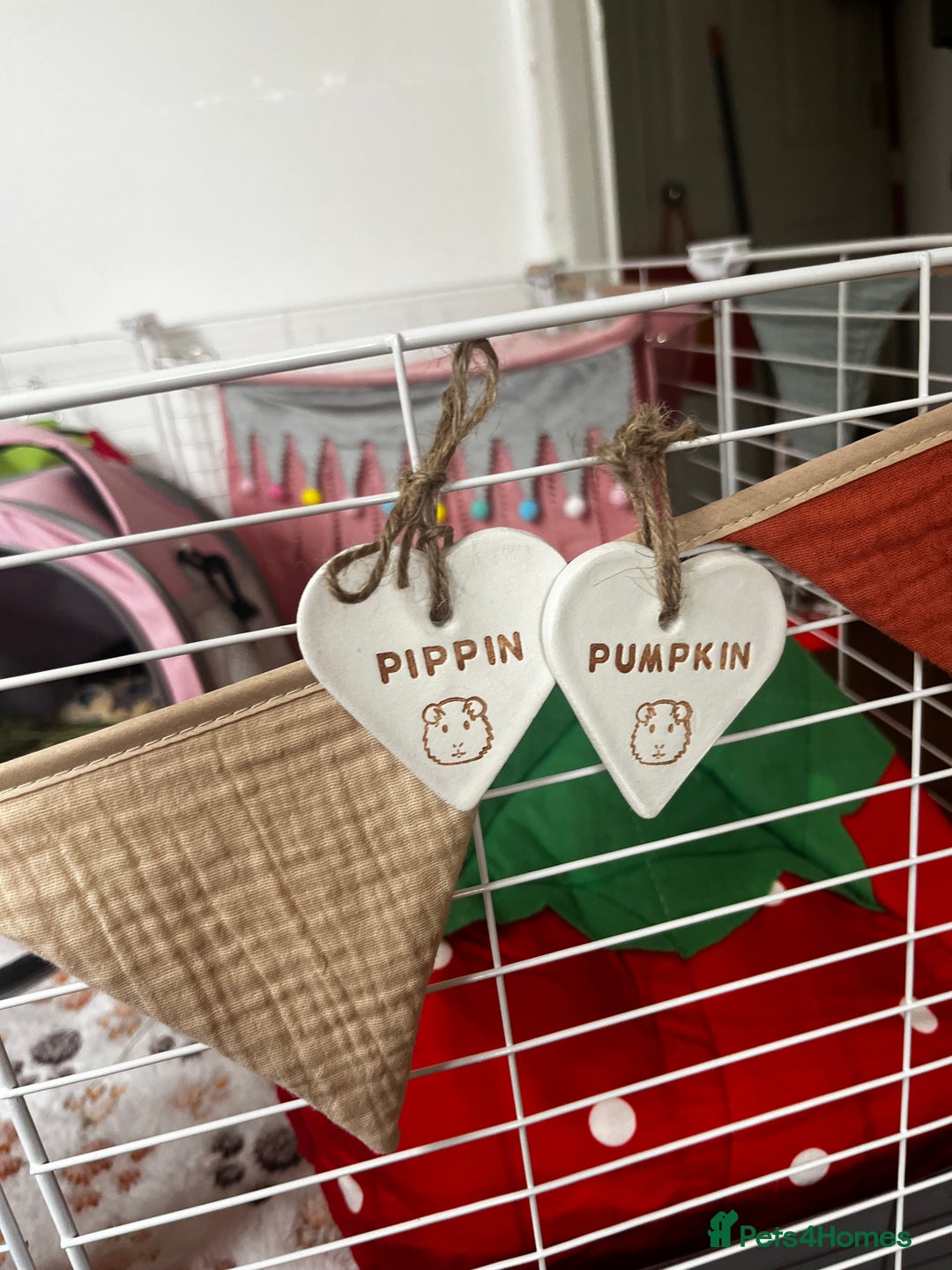 Guinea Pig rodents for sale: Bonded Male Guinea Pigs for Rehoming - Image 4