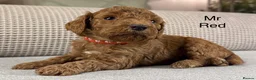 Double Doodle dogs for sale: A REALLY EXCITING MIX OF BREEDS. GORGEOUS!!! - Advert 14
