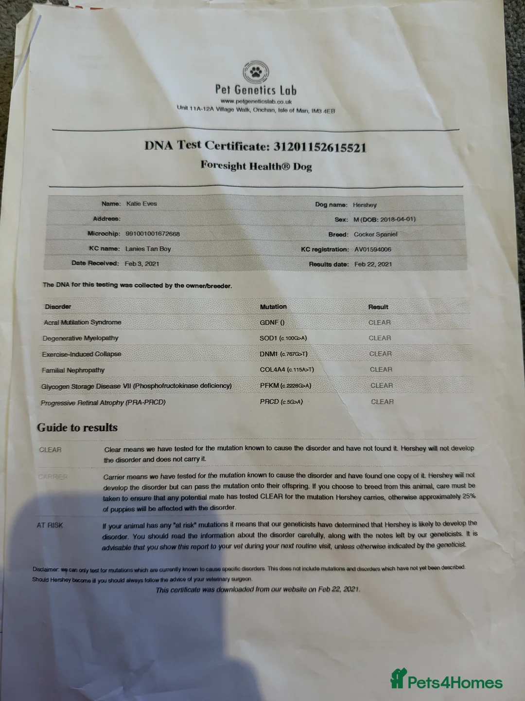 Cocker Spaniel dogs for sale: Showtype Cocker spaniel pups KC registered  - Advert 29